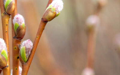 Onnen eteisessä – vai tuvassa?