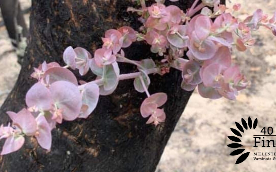 Pienin askelin – eteenpäin