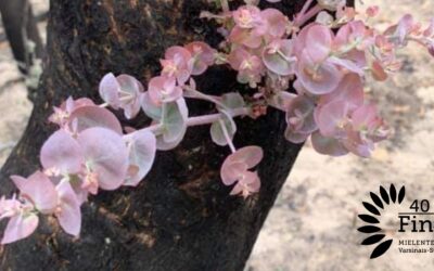 Pienin askelin – eteenpäin