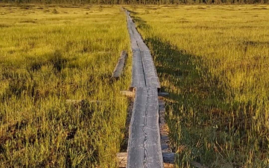 Kyselytutkimus mielenterveyden häiriötä sairastavien ihmisten läheisten toivosta