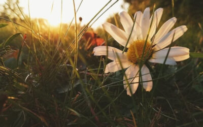 Vertaistuesta vapaaehtoiseksi